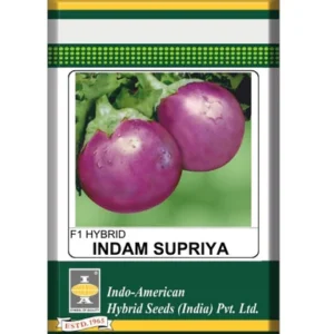 Brinjal